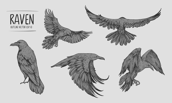 Sketch of flying raven. Hand drawn illustration converted to vector