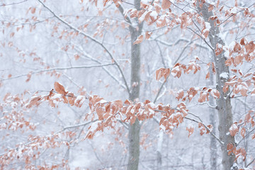Autumn leaves hang onto a thin branch during a snowstorm