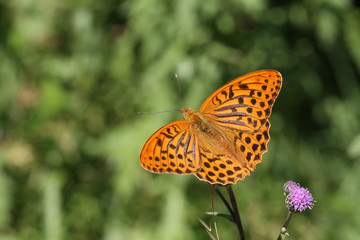 Beautiful butterfly drinks nectar from a flower