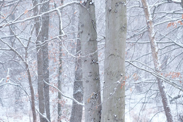 Beech trees in the forest on a snowy day