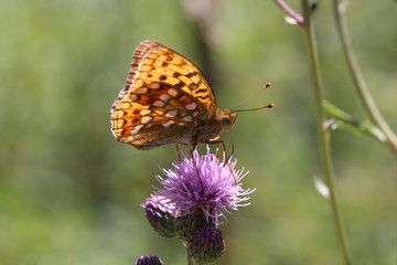 Fototapeta na wymiar Beautiful butterfly drinks nectar from a flower