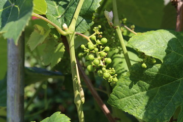 Young branch of grapes on the nature