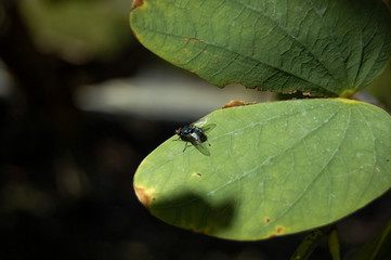 Fly