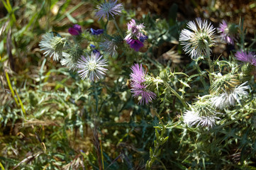 Obraz premium Primavera en flor, Málaga, España