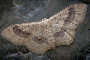  Moth -close up view