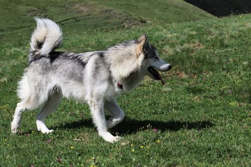 Alaskan Malamute