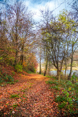 Naklejka premium Autumn landscape 