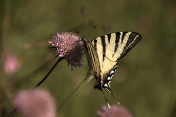 Iphiclides podalirius; scarce swallowtail butterfly in rural Tuscany