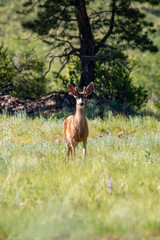 Deer in the Rockies