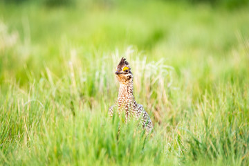 Male Sharptail Grouse in Grasslands National Park 
