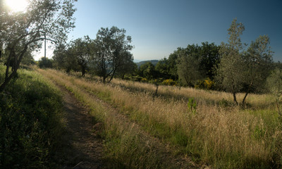 Fototapeta na wymiar Olives grove in Montespertoli, Tuscany