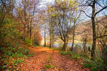 Obraz premium Autumn landscape 