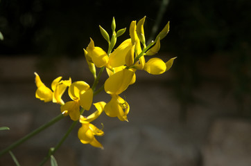 Fototapeta na wymiar Cytisus scoparius; yellow flowers of broom in Tuscany