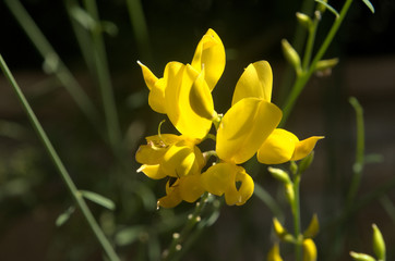 Cytisus scoparius; yellow flowers of broom in Tuscany