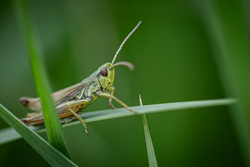 Grasshopper close up view