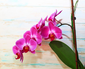 Pink Orchid (phalaenopsis) in pot on a wooden background. Beautiful indoor flowers close-up. Gift.