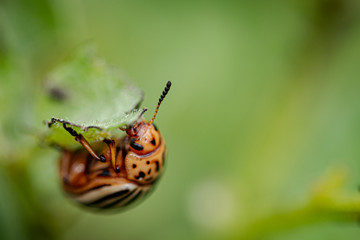 Colorado potato beetle