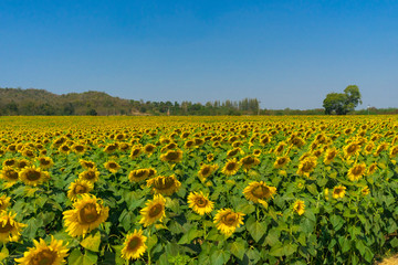 Close up of sunflowers field and landscape with blue sky.
