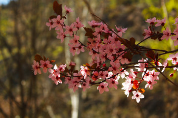 Árbol en flor, una tarde de primavera
