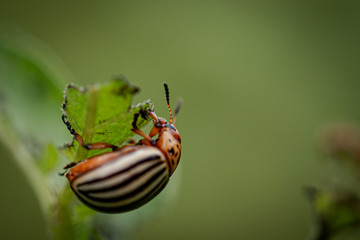 Colorado potato beetle