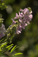 Galega officinalis; goat's rue in rural Tuscany