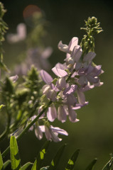 Fototapeta premium Galega officinalis; goat's rue in rural Tuscany
