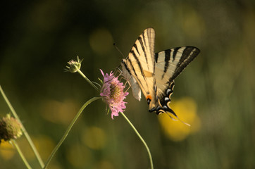 Iphiclides podalirius; scarce swallowtail butterfly in rural Tuscany