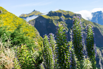Madeira - Wandern im Zentralgebirge: Natternkopf in den Bergen