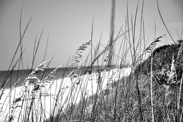Obraz premium sea grass