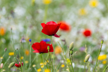 Obraz premium red poppy flowers in a meadow