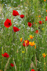 red poppy flowers in a meadow