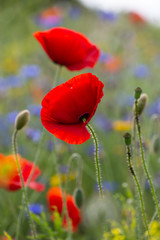 Obraz premium red poppy flowers in a meadow
