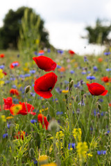 Obraz premium red poppy flowers in a meadow