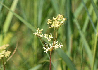 Filipendula ulmaria, commonly known as meadowsweet or mead wort flower, blooming in spring