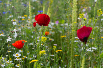 red poppy flowers in a meadow