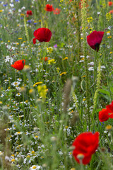 Obraz premium red poppy flowers in a meadow