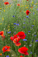 Obraz premium red poppy flowers in a meadow