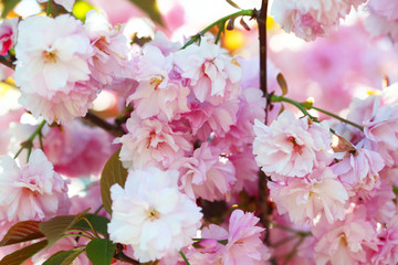Flower spring bouquet with leaf.  Soft focus. Nature blur background. Pink (lilac) color.
