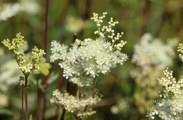 Filipendula ulmaria, commonly known as meadowsweet or mead wort flower, blooming in spring