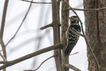Lesser Spotted Woodpecker on the branch (Dryobates minor)