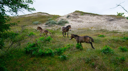 Naklejka premium Pferde in den Dünen von Bergen aan Zee in Nordholland