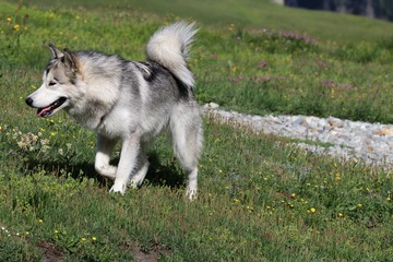 Alaskan Malamute