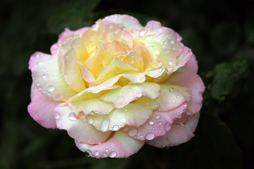 rose in the garden after rain