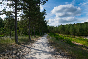 Dünenlandschaft bei Schoorl in Nordholland
