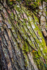 Bark tree texture