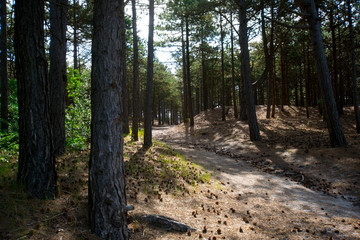 Dünenlandschaft bei Schoorl in Nordholland