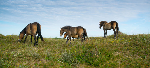 Pferde in den Dünen von Bergen aan Zee in Nordholland