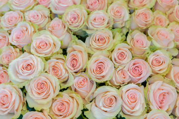 Obraz na płótnie Canvas Beige roses background. White roses horizontal seamless pattern. White roses arrangement