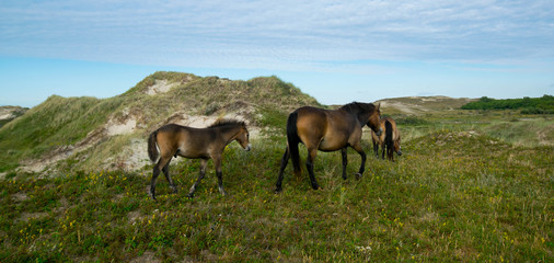 Pferde in den Dünen von Bergen aan Zee in Nordholland
