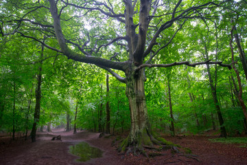 Mystischer Buchenwald bei Heiloo in Nordholland